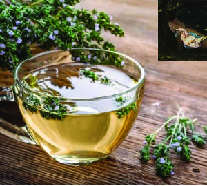 Siesta tea